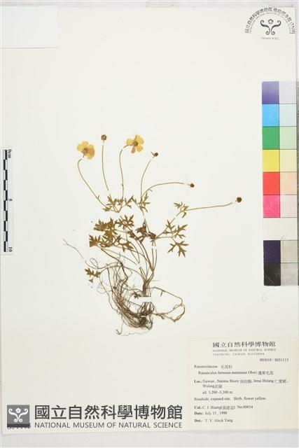 蓬萊毛茛藏品圖，第1張