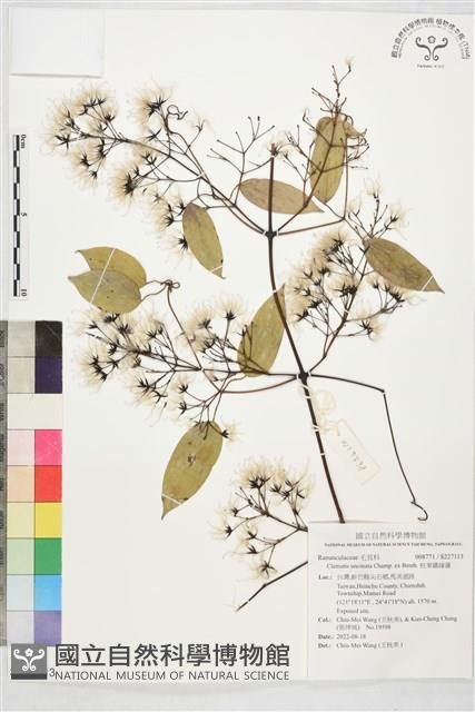 柱果鐵線蓮藏品圖，第1張