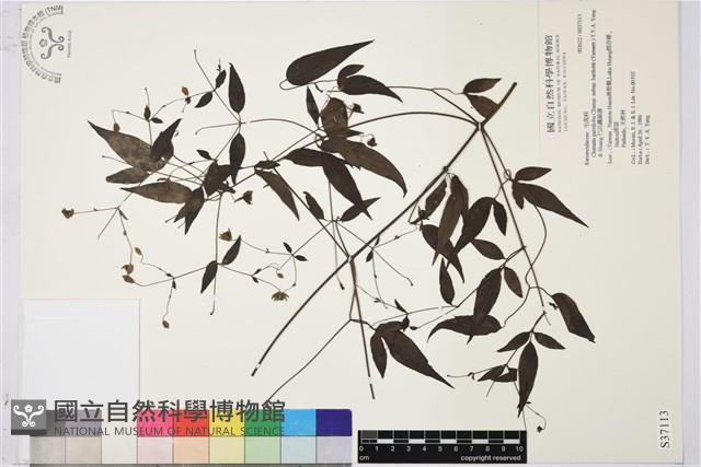 巴氏鐵線蓮藏品圖，第2張