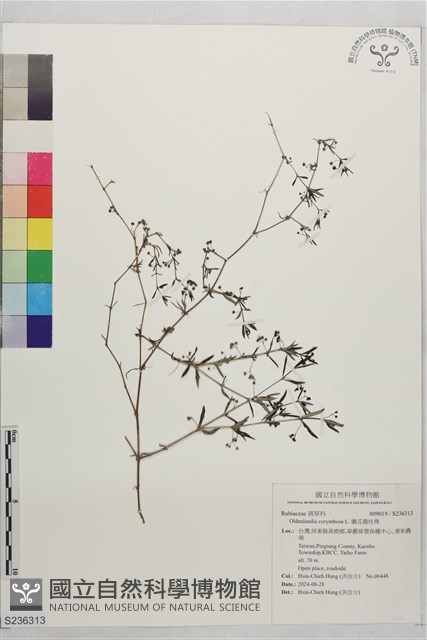 繖花龍吐珠藏品圖，第1張