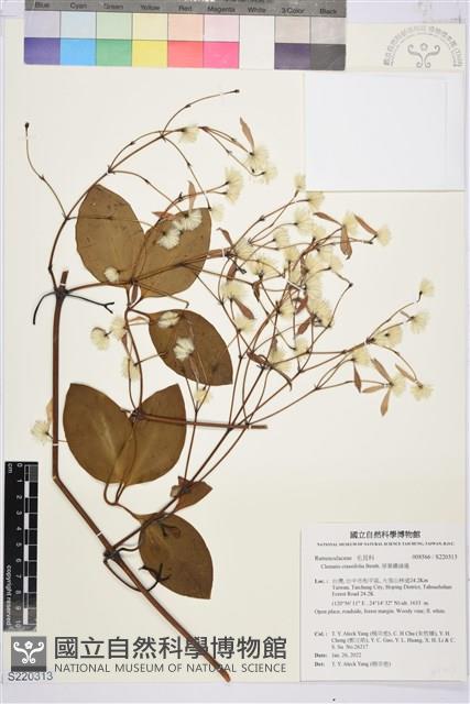 厚葉鐵線蓮藏品圖，第1張