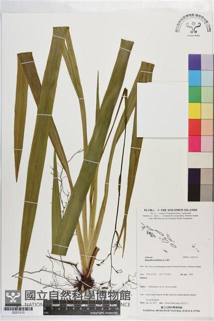 桔梗蘭藏品圖，第1張