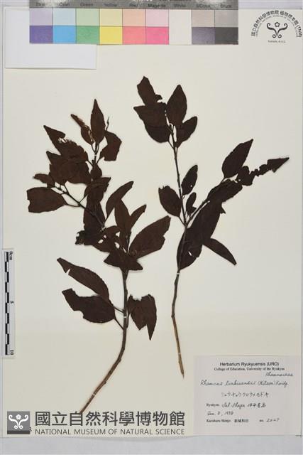 琉球鼠李藏品圖，第1張