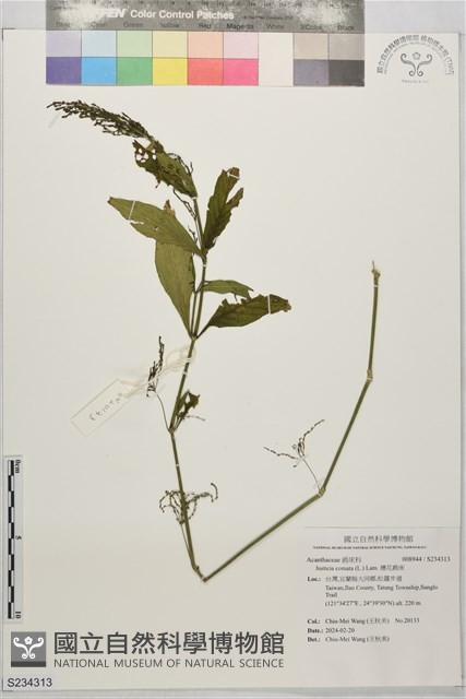 穗花爵床藏品圖，第1張