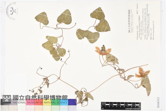 屏東鐵線蓮藏品圖，第1張