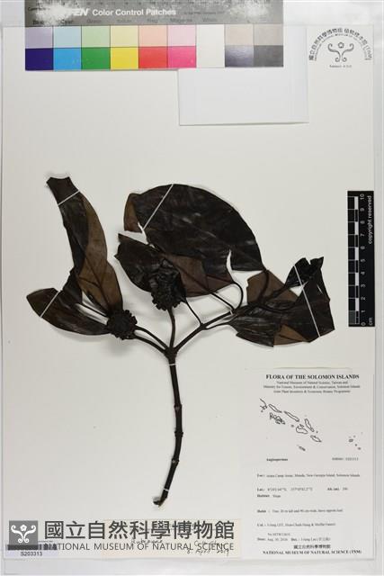 館號:S203313藏品圖，第1張