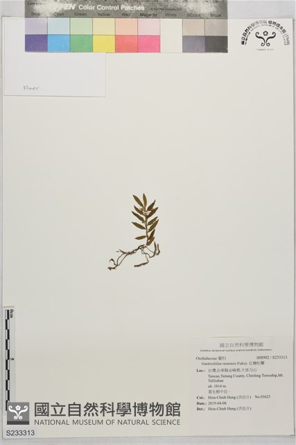 紅檜松蘭藏品圖，第1張