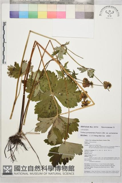 雲南金蓮花藏品圖，第1張