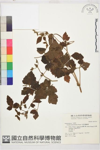 毛茛葉鐵線蓮藏品圖，第1張