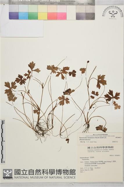 鹿場毛茛藏品圖，第1張