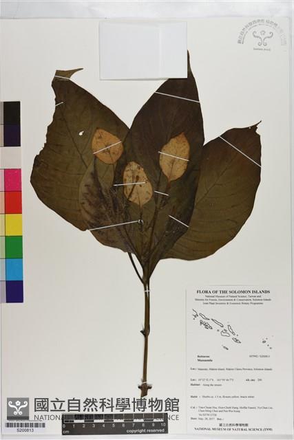 登錄號:S200813藏品圖，第1張