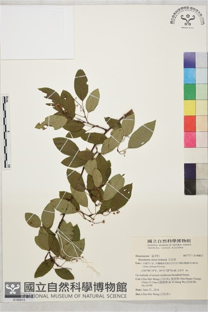 勾兒茶藏品圖，第1張