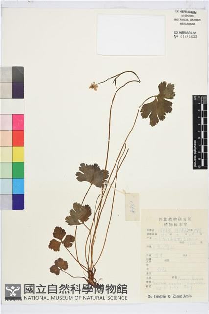 Accession Number:S080813 Collection Image
