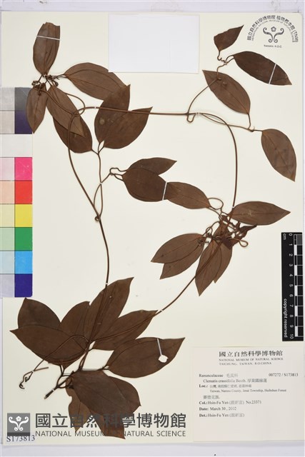 厚葉鐵線蓮藏品圖，第1張