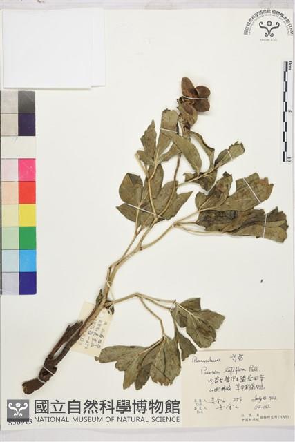 芍藥藏品圖，第1張