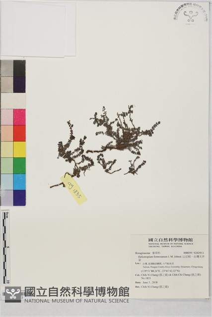 山豆根、台灣天芹菜藏品圖，第1張
