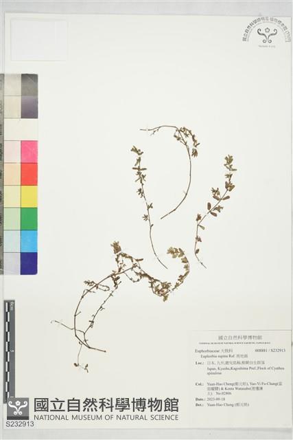 斑地錦藏品圖，第1張