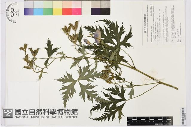 蔓烏頭藏品圖，第1張