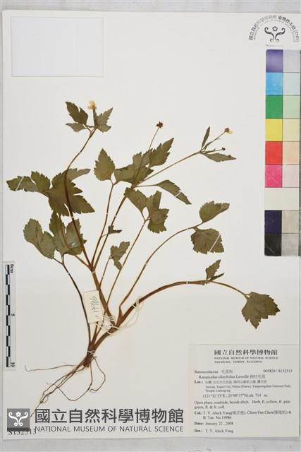 鉤柱毛茛藏品圖，第4張