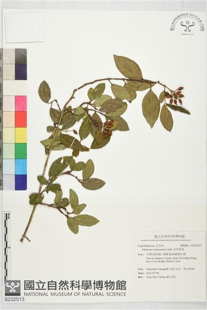 長筒莢迷藏品圖，第1張