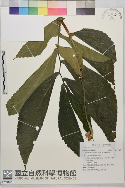食用樓梯草藏品圖，第1張