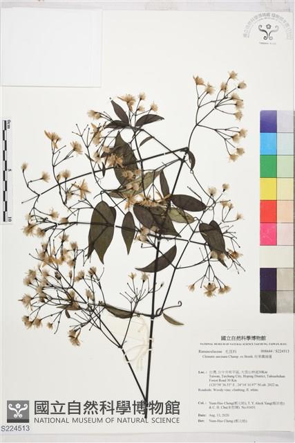 柱果鐵線蓮藏品圖，第1張