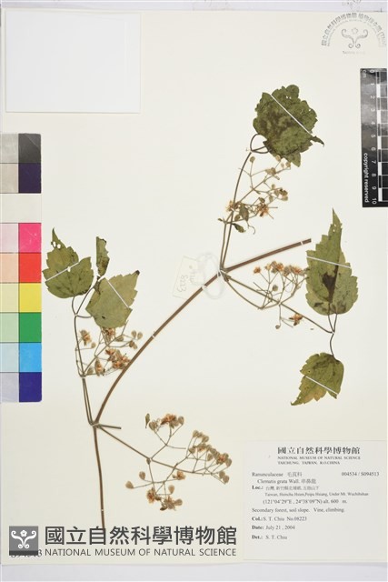 串鼻龍藏品圖，第1張
