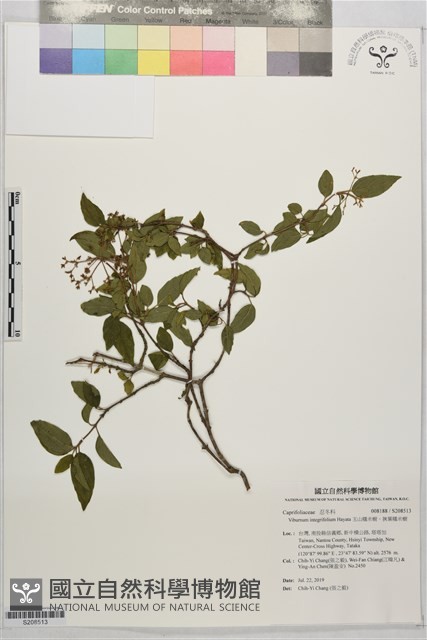 玉山糯米樹、狹葉糯米樹藏品圖，第1張