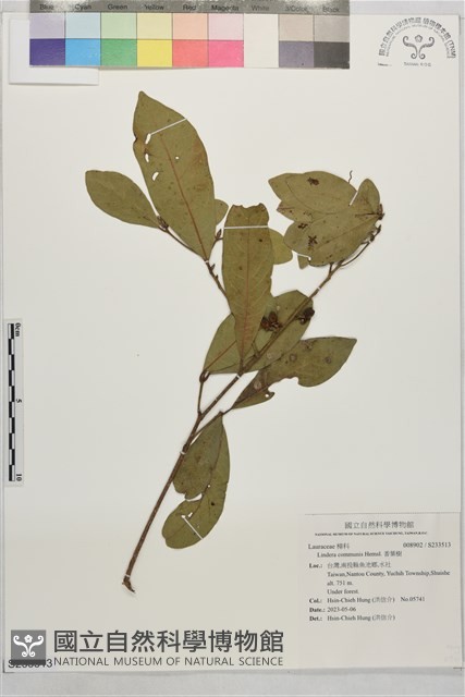 香葉樹藏品圖，第1張