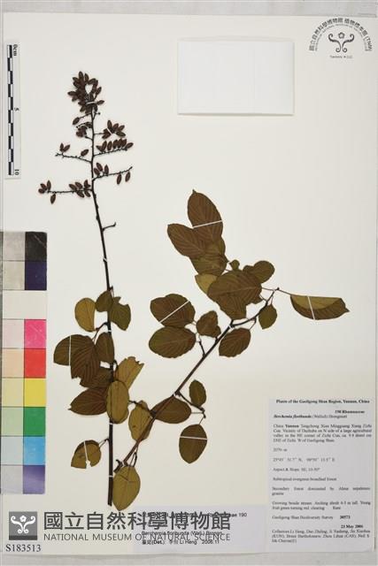 多花勾兒茶, 多花黃鱔藤藏品圖，第1張