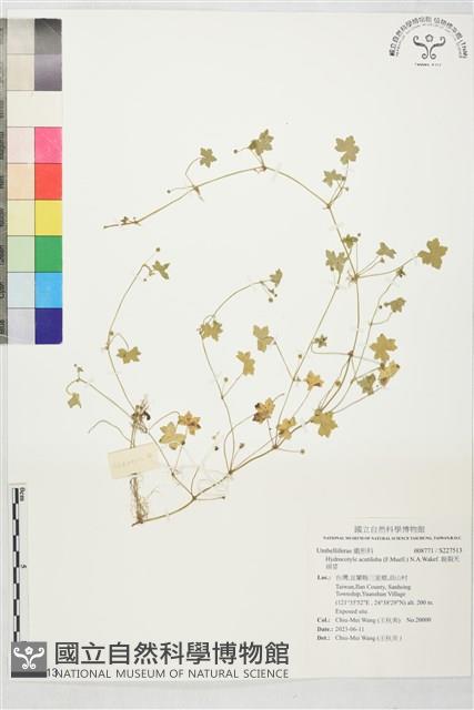 銳裂天胡荽藏品圖，第1張