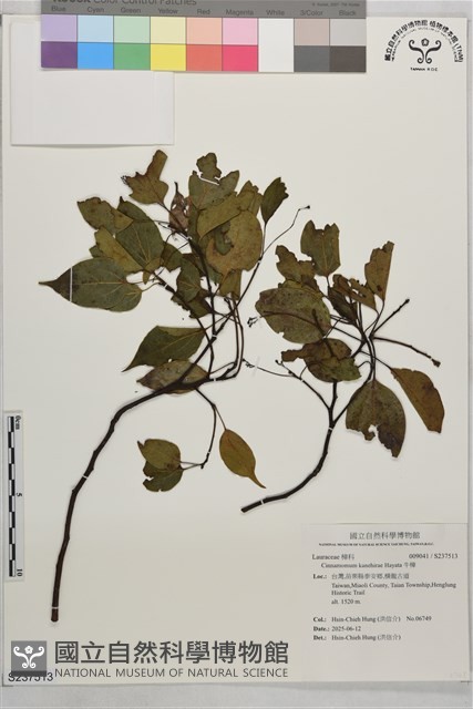 牛樟藏品圖，第1張