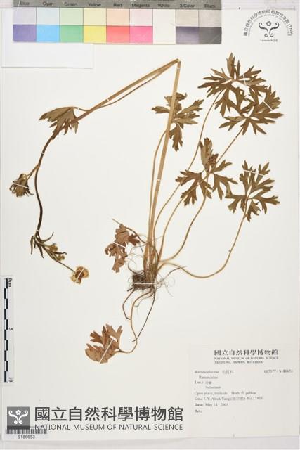 登錄號:S186653藏品圖，第1張