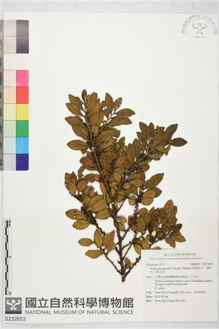 凹葉柃木、濱柃木、翠米茶藏品圖，第1張