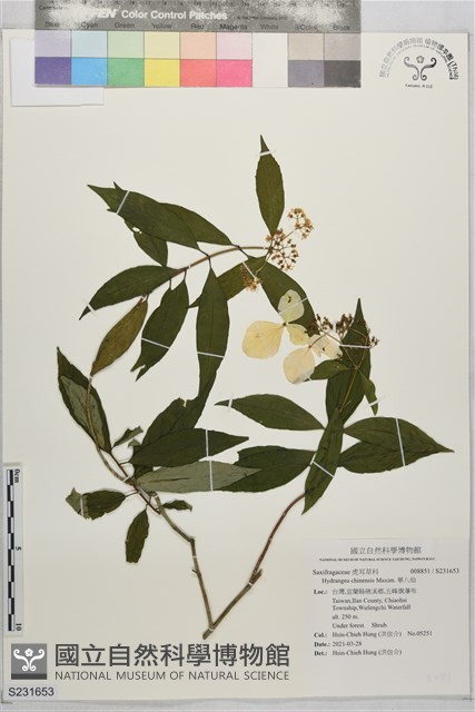 華八仙藏品圖，第1張