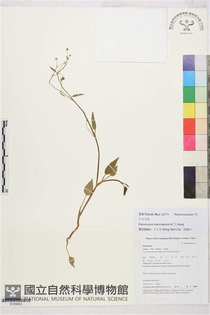 片馬毛茛藏品圖，第1張