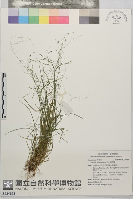 玉山剪股穎藏品圖，第1張