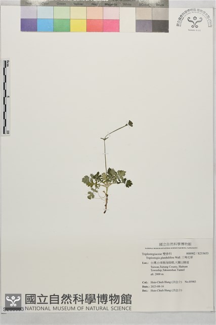 三萼花草藏品圖，第1張
