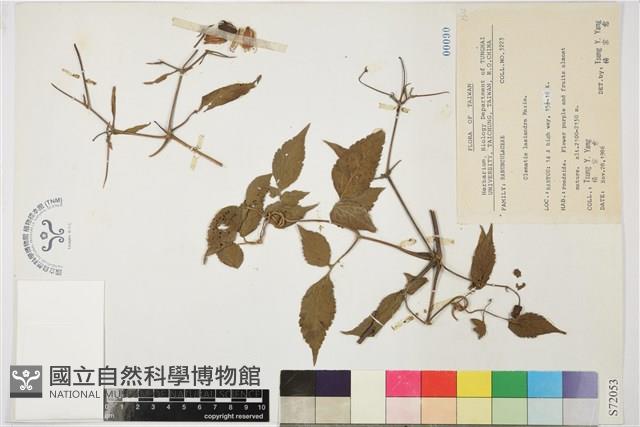 小木通藏品圖，第2張