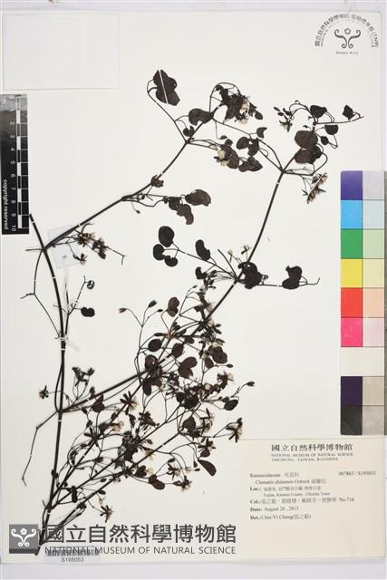 威靈仙藏品圖，第1張