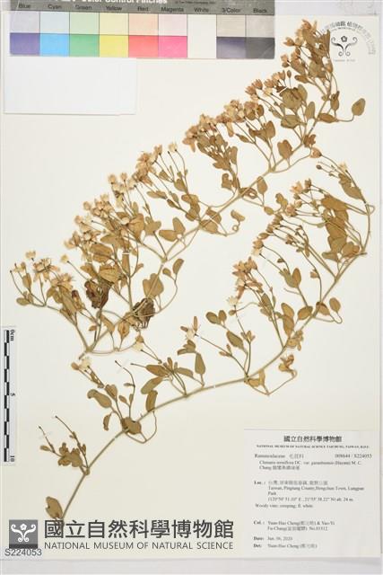 鵝鑾鼻鐵線蓮藏品圖，第1張