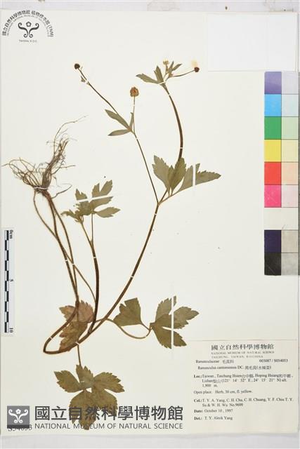 水辣菜、禺毛茛藏品圖，第1張