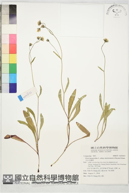 玉山毛蓮菜藏品圖，第1張