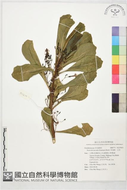 草海桐、水草藏品圖，第1張