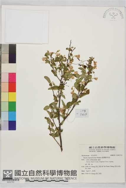 臺灣野茉莉藏品圖，第1張