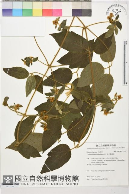 銹毛鐵線蓮藏品圖，第4張