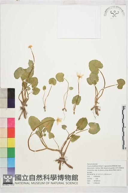 Accession Number:S162753 Collection Image