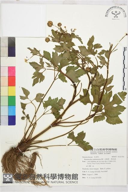 水辣菜、禺毛茛藏品圖，第1張