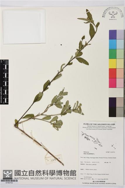 金午時花藏品圖，第1張