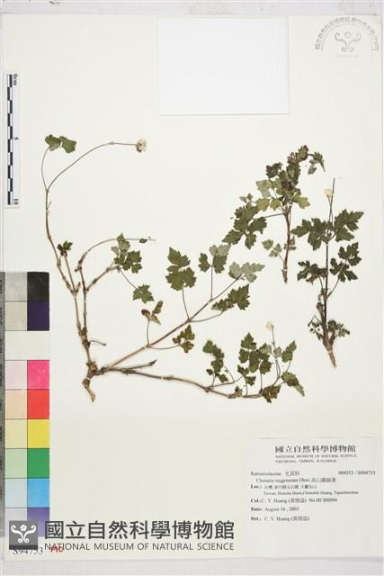 高山鐵線蓮藏品圖，第1張